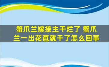 蟹爪兰嫁接主干烂了 蟹爪兰一出花苞就干了怎么回事